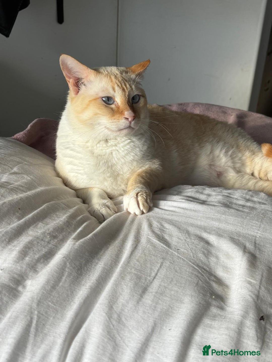 Siamese cats for sale: Ariel - Rescue Siamese - Image 6