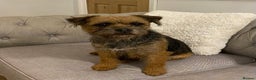 Border Terrier dogs for sale: Female adult border terrier - Advert 5