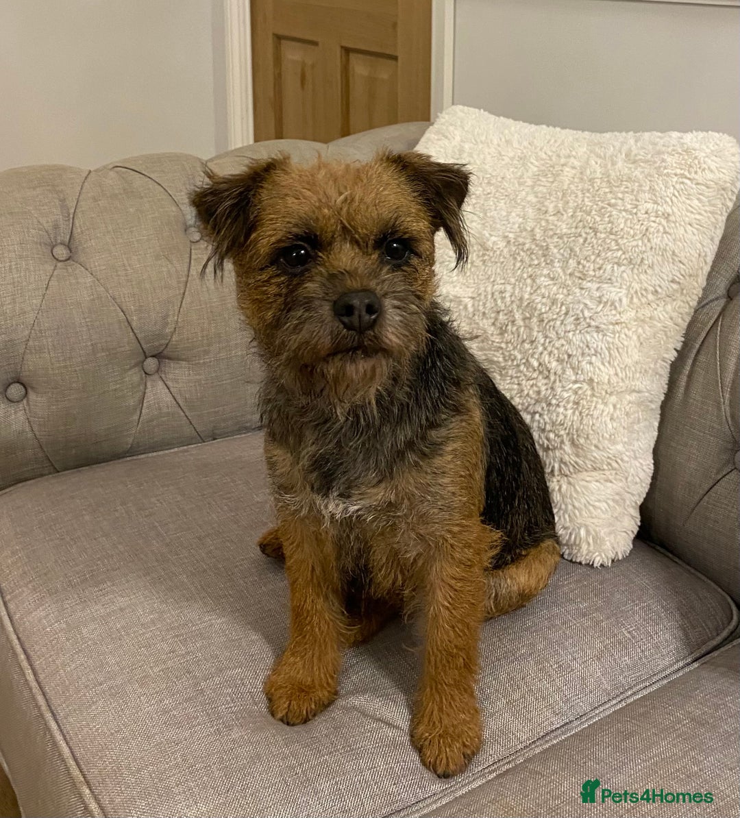 Border Terrier dogs for sale: Female adult border terrier - Advert 5