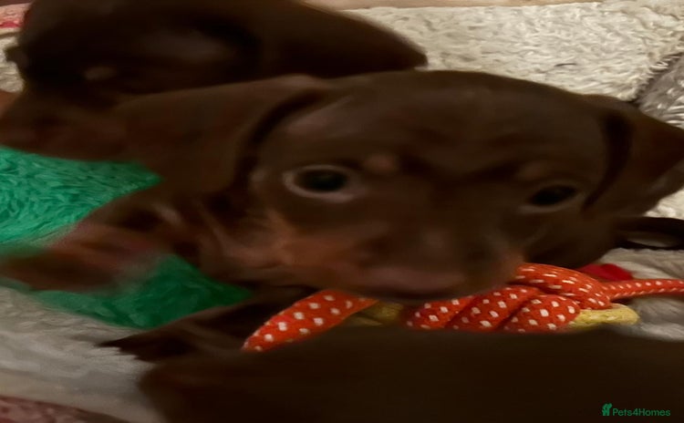 Miniature Dachshund dogs - Advert 9