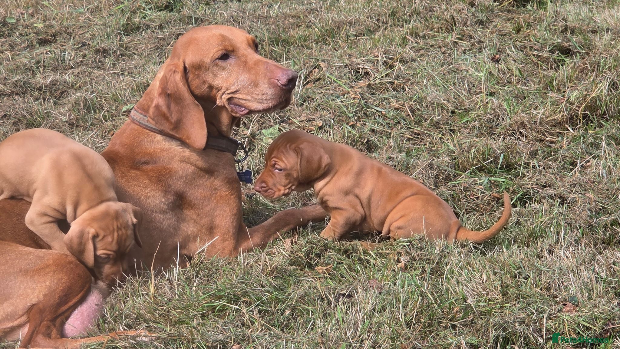 Hungarian Vizsla dogs Dual Purpose Hungarian Vizsla Bitch Puppies - Advert 1