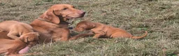 Hungarian Vizsla dogs for sale: Dual Purpose Hungarian Vizsla Bitch Puppies - Advert 9