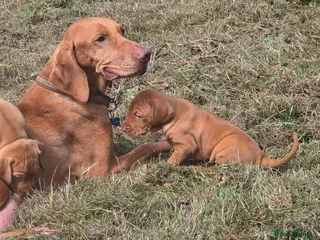 Hungarian Vizsla dogs Dual Purpose Hungarian Vizsla Bitch Puppies - Advert 1