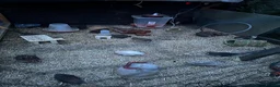 Quail poultry for sale: Fertilise quail eggs. Mixed.  in Pudsey - Advert 2