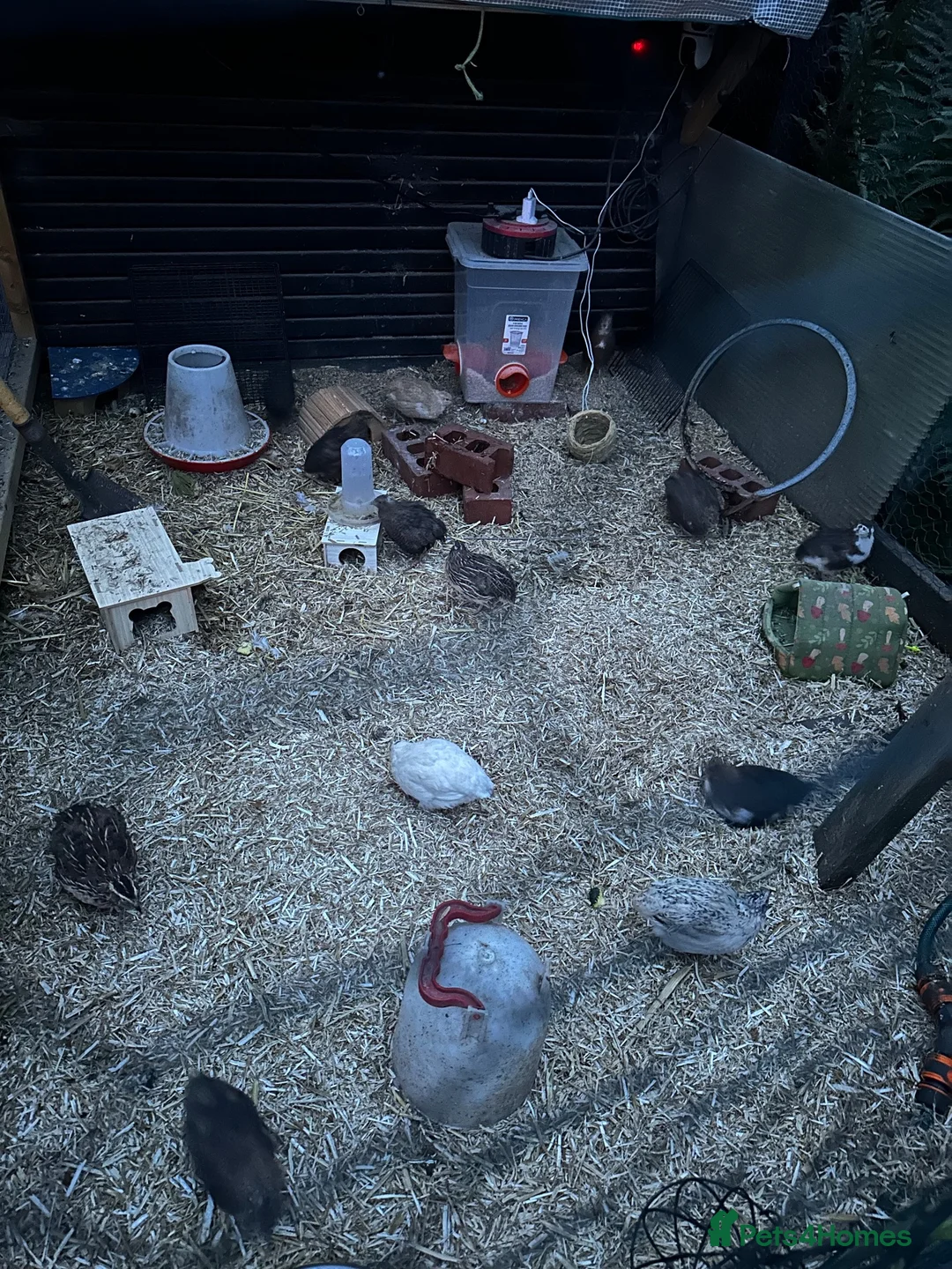 Quail poultry for sale: Fertilise quail eggs. Mixed.  in Pudsey - Advert 2