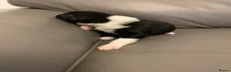 Border Collie dogs for sale: Pure border collie pups - Advert 15