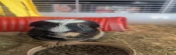 Guinea Pig rodents for sale: My last pig needs a forever home! - Advert 6