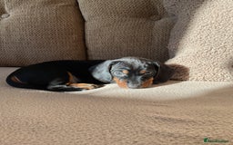 Miniature Dachshund dogs for sale: Miniature dachshunds  - Image 8