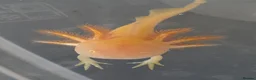 Axolotl reptiles for sale: Juvenile Axolotls  in Epsom - Advert 3