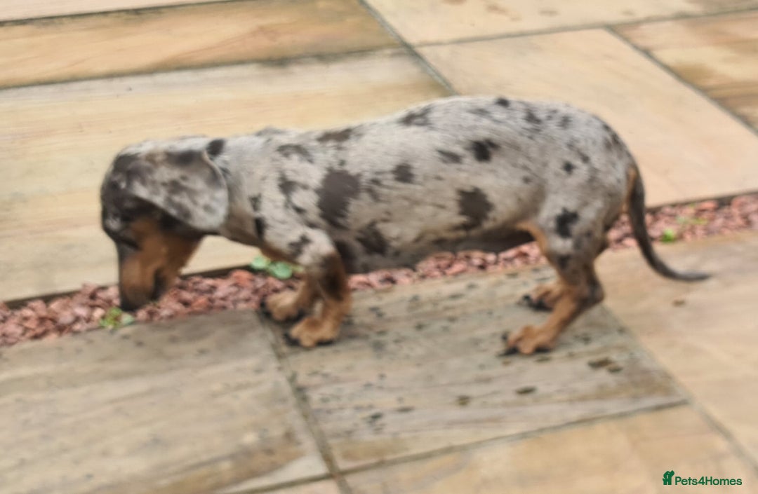 Miniature Dachshund dogs for sale: Beautuful small Blue dapple girl - Image 6
