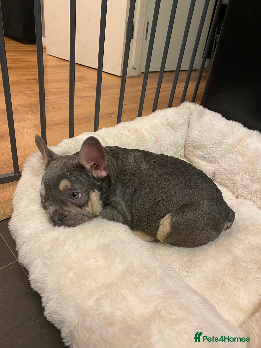 French Bulldog dogs for sale: French bulldog 4months old  - Advert 5