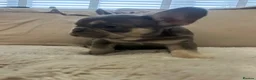 French Bulldog dogs for sale: French bulldog - Advert 1