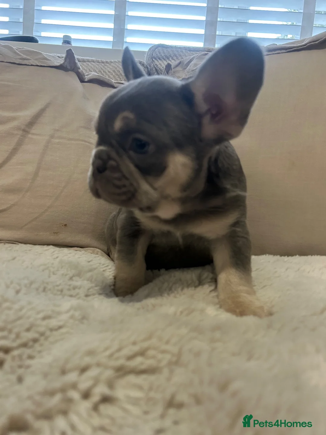French Bulldog dogs for sale: French bulldog - Advert 1