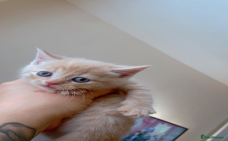 Domestic Shorthair cats - Advert 2