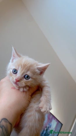 Domestic Shorthair cats - Advert 2
