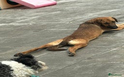 Mixed Breed dogs for adoption: Lykka - Norwich Norfolk  - Image 2