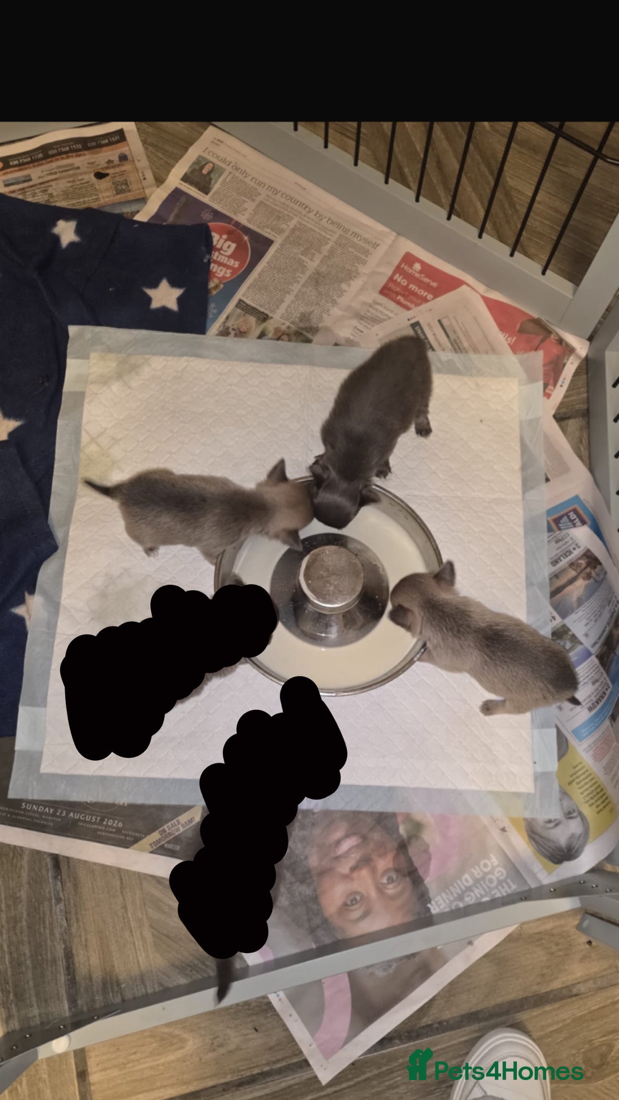 Chihuahua dogs Cheeky chihuahuas  - Advert 4