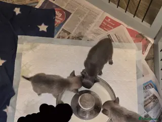 Chihuahua dogs Cheeky chihuahuas - Advert 4