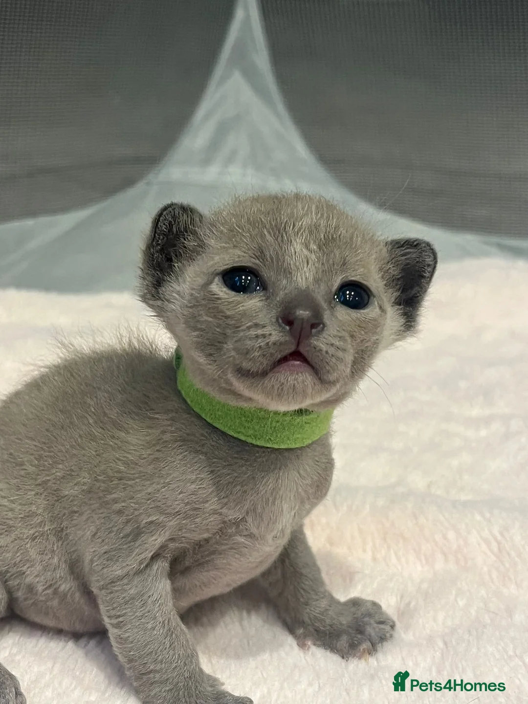 Burmese cats for sale: Pedigree Blue Burmese Kittens - Advert 1