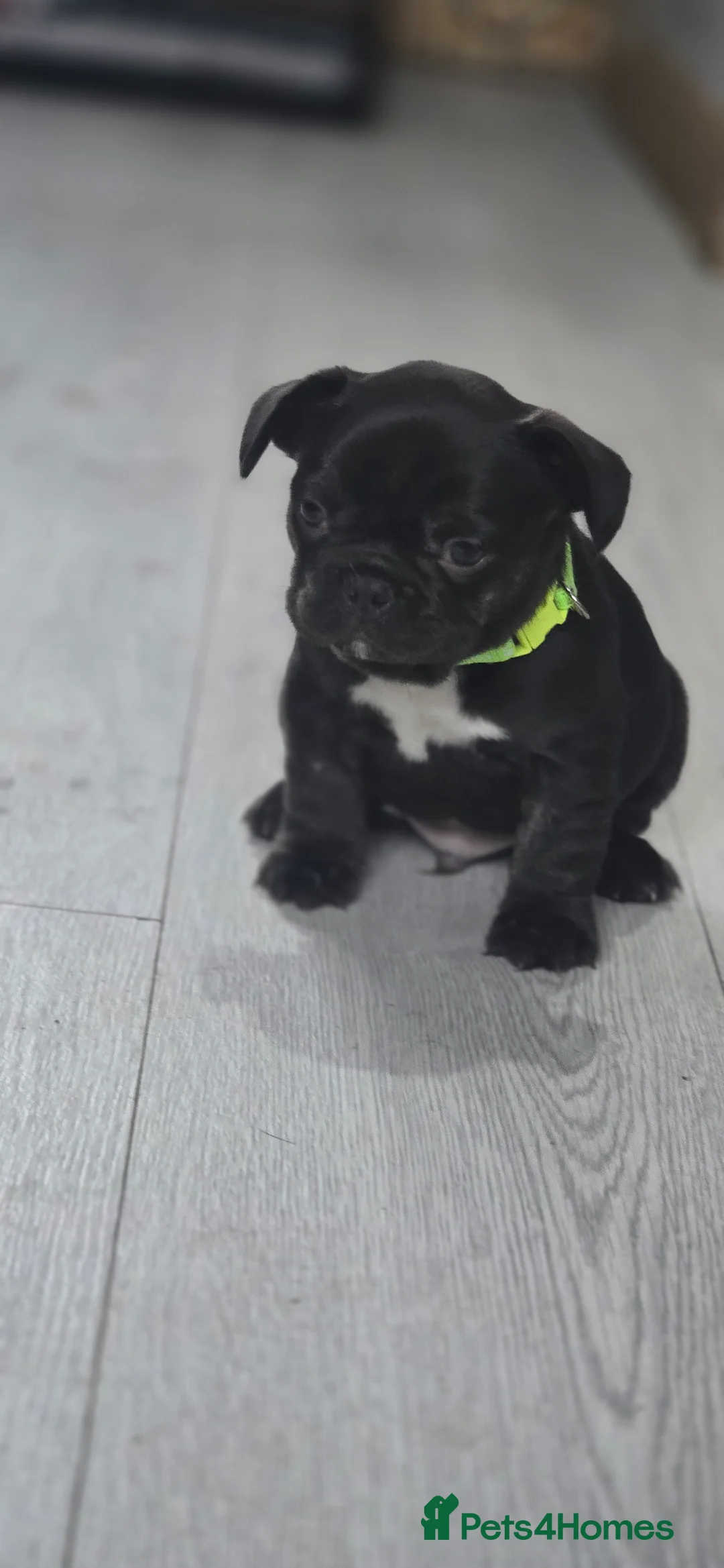 French Bulldog dogs for sale: French bulldog  puppies  - Advert 4