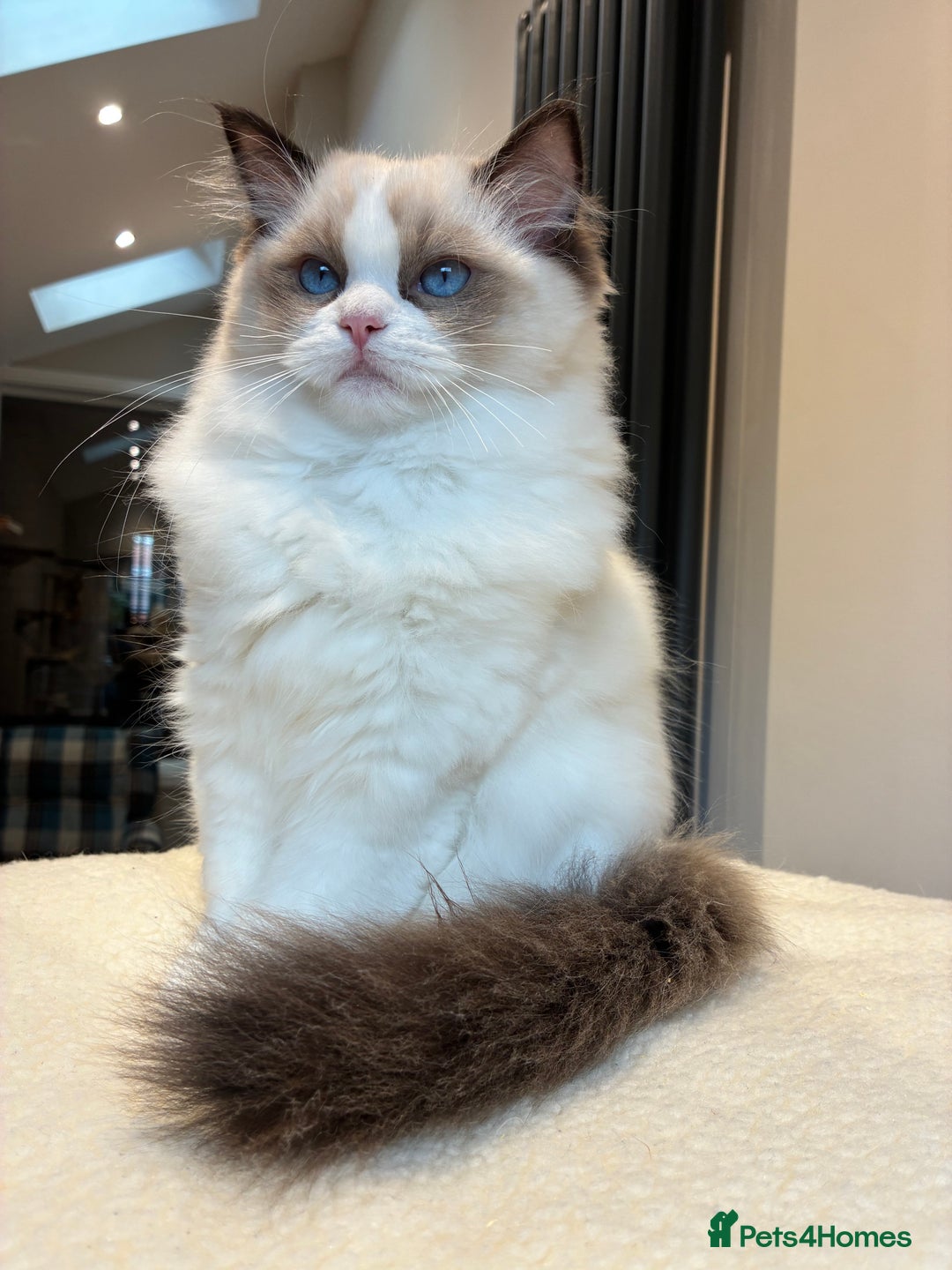 Ragdoll cats for sale: Champion Lines - Ragdoll Kittens - Advert 4