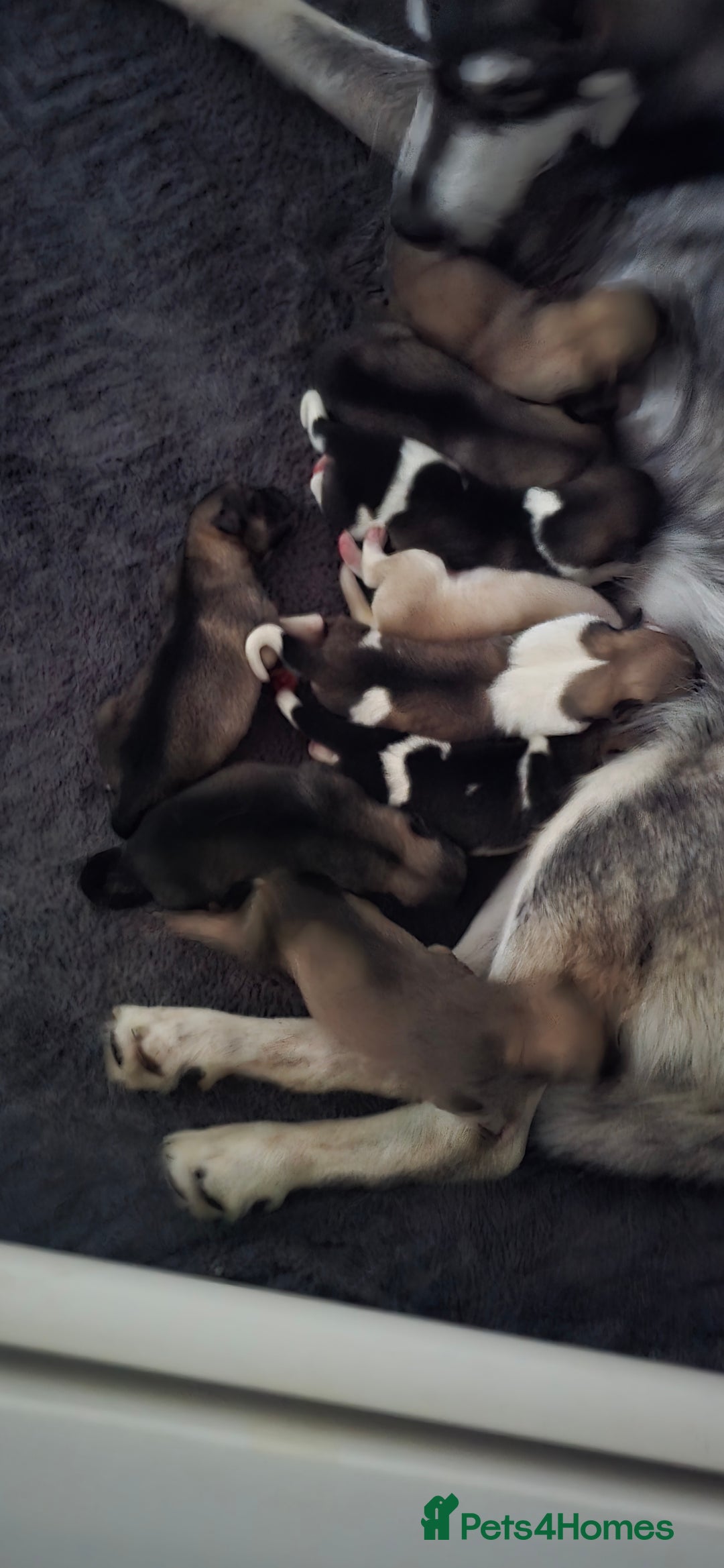 Mixed Breed dogs for sale: Northern Inuit cross American akita  - Image 23