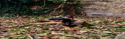 Belgian Shepherd Dog dogs for sale: Belgium Malinois - Advert 22
