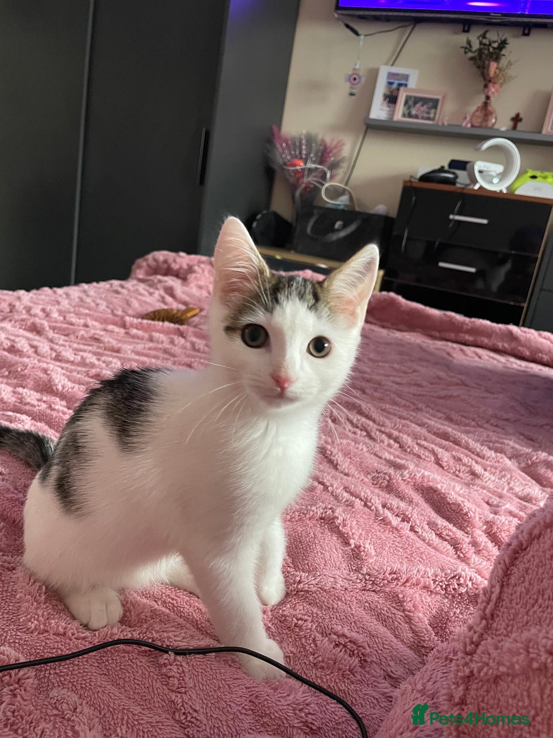 Turkish Van cats for sale: One male tri colour  - Image 4