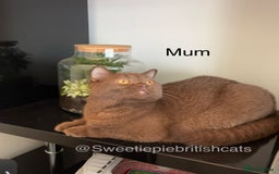 British Shorthair cats for sale: TICA Reg Beautiful Golden & Golden Tabby Bsh  - Image 12