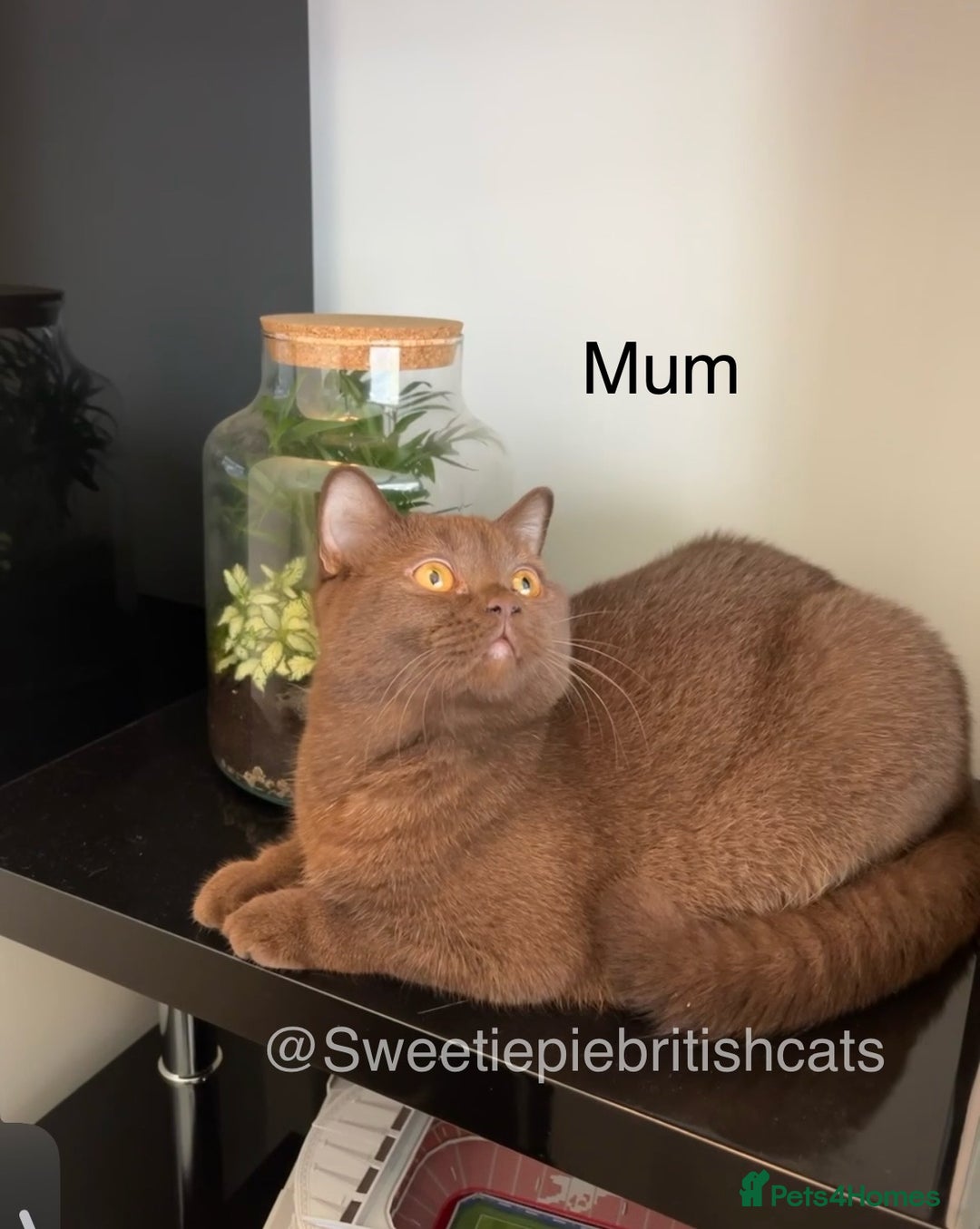 British Shorthair cats for sale: TICA Reg Beautiful Golden & Golden Tabby Bsh  - Image 12