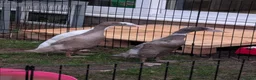 Ducks poultry for sale: 3 Runner Female Ducks  - Advert 2