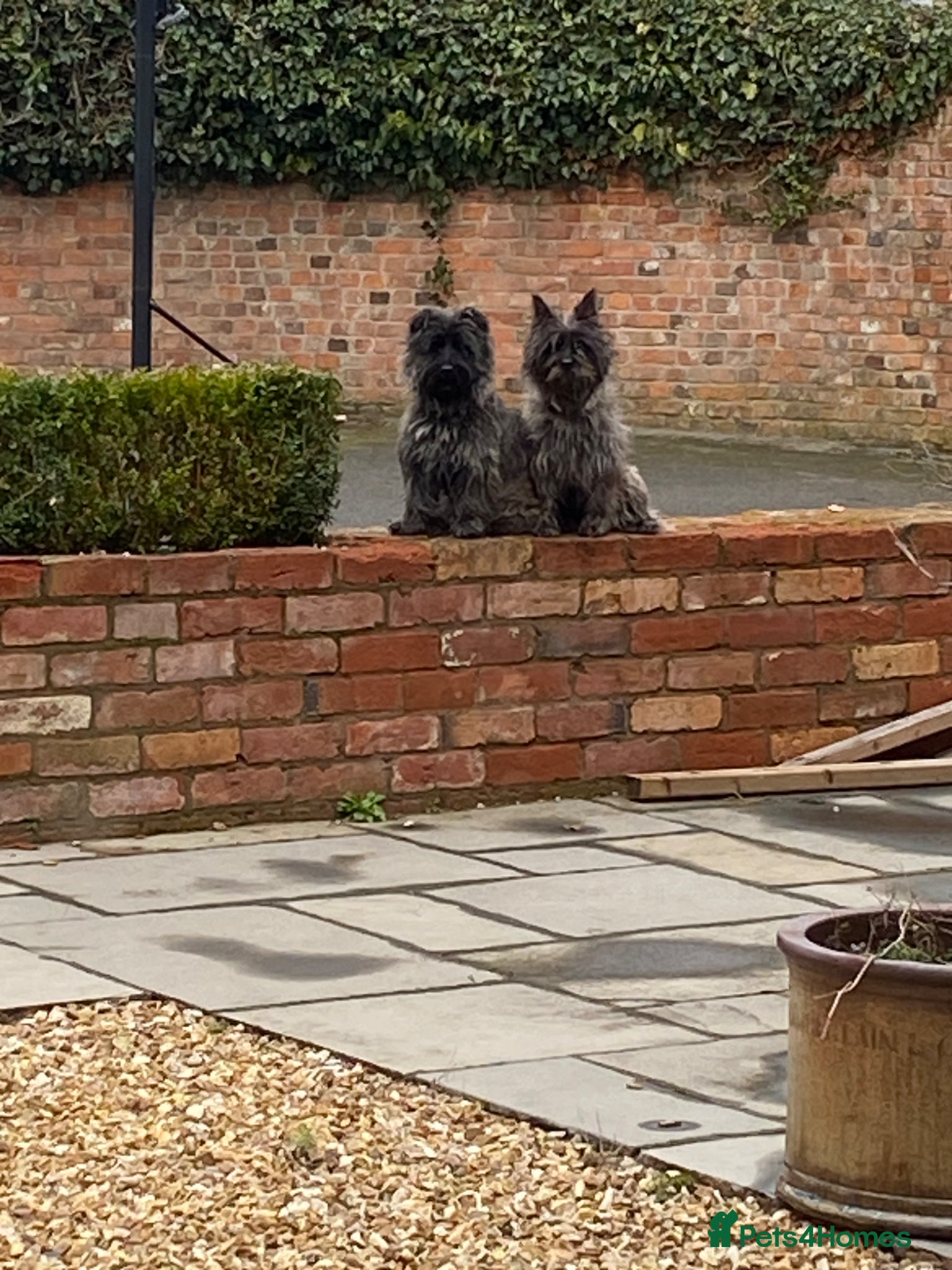Cairn Terrier dogs Cairn Terrier Puppies - Advert 1