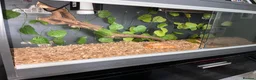 Corn Snake reptiles for sale: Reptile Vivarium in London - Advert 3
