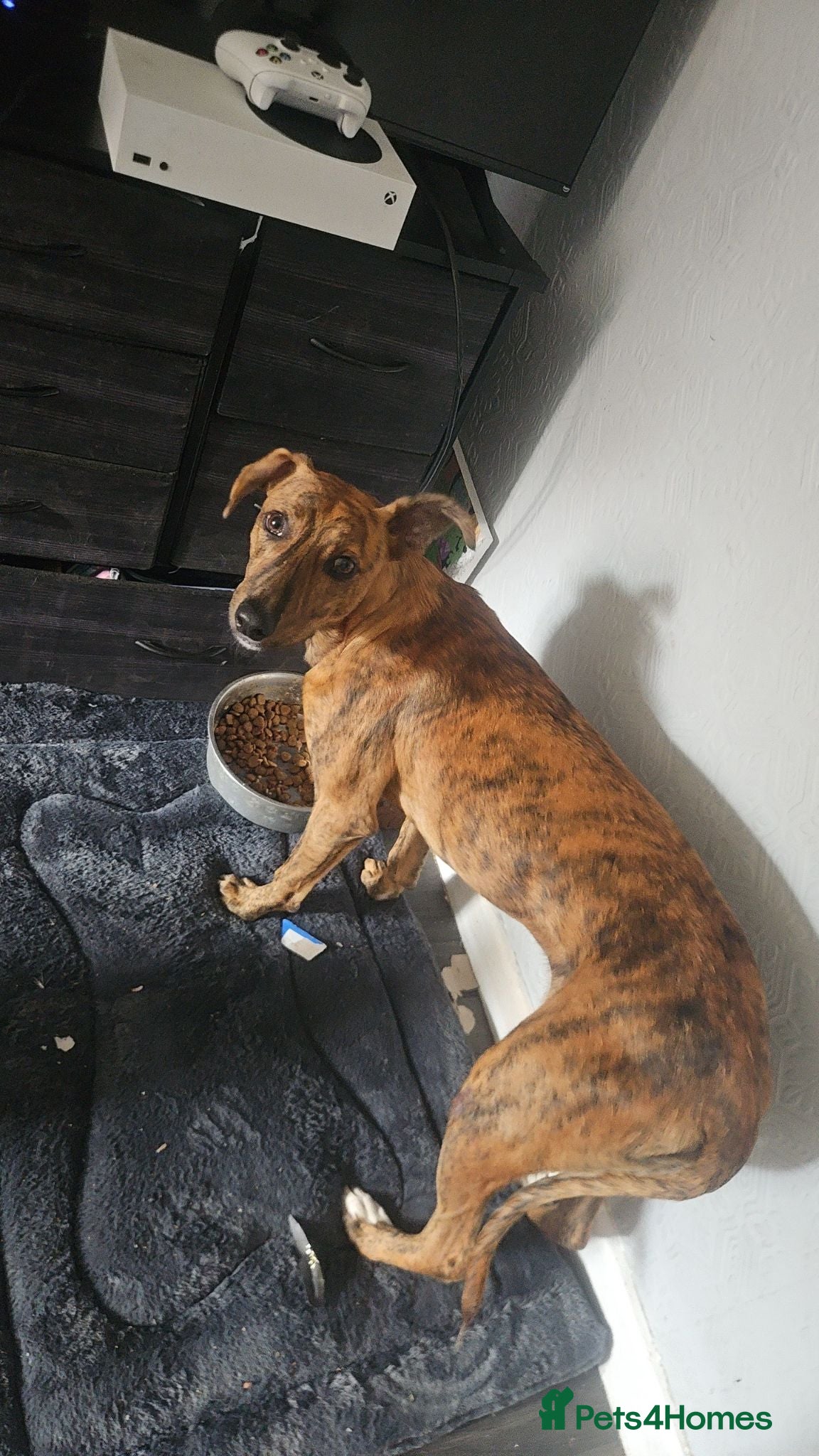 Mixed Breed dogs This is Rio - Advert 15