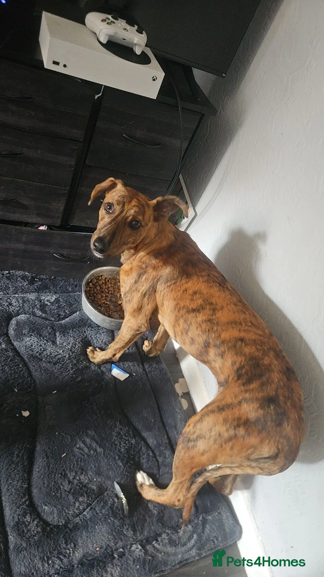 Mixed Breed dogs for sale: This is Rio - Advert 1