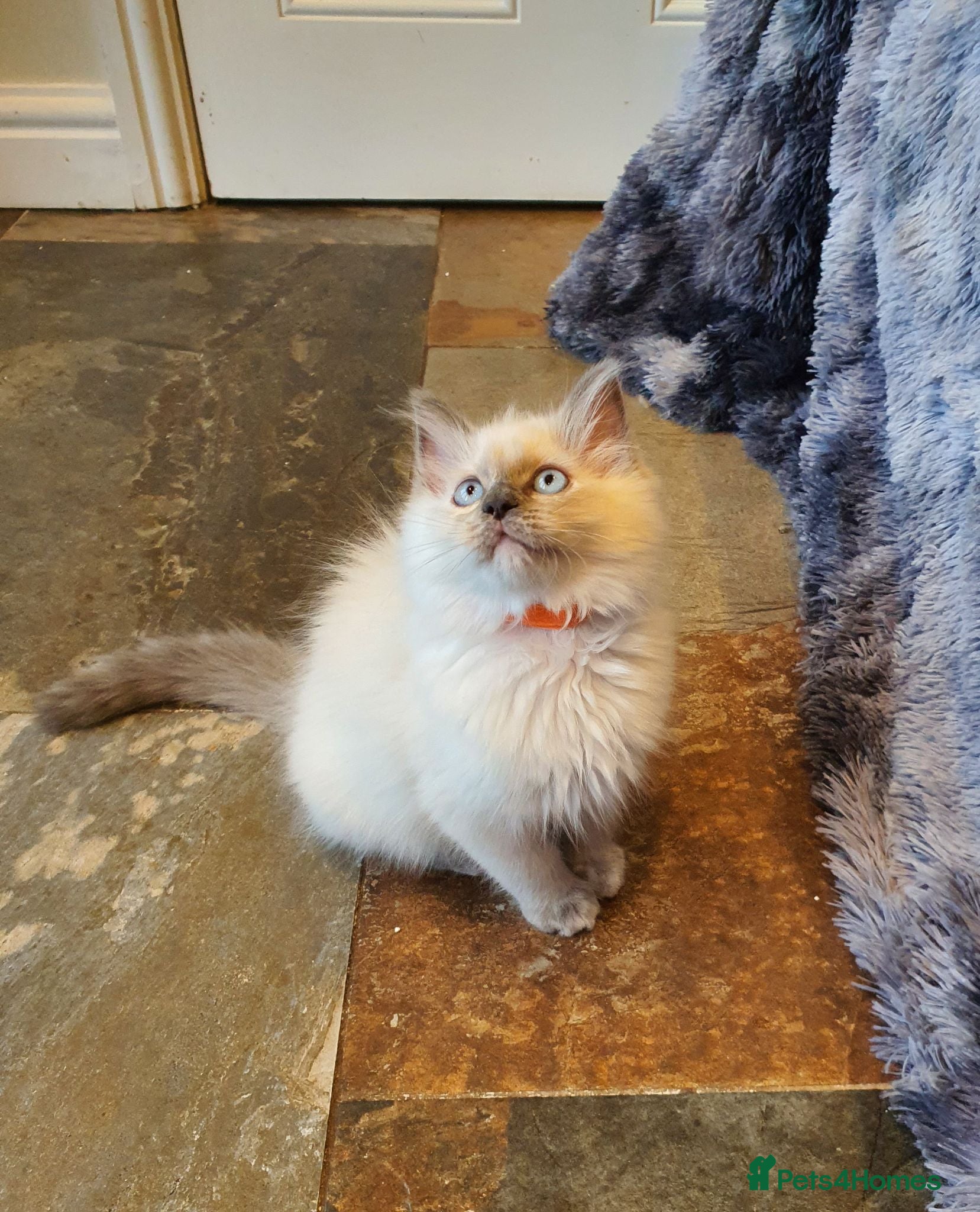 Ragdoll cats Beautiful GCCF Registered Ragdoll Kittens. - Advert 2
