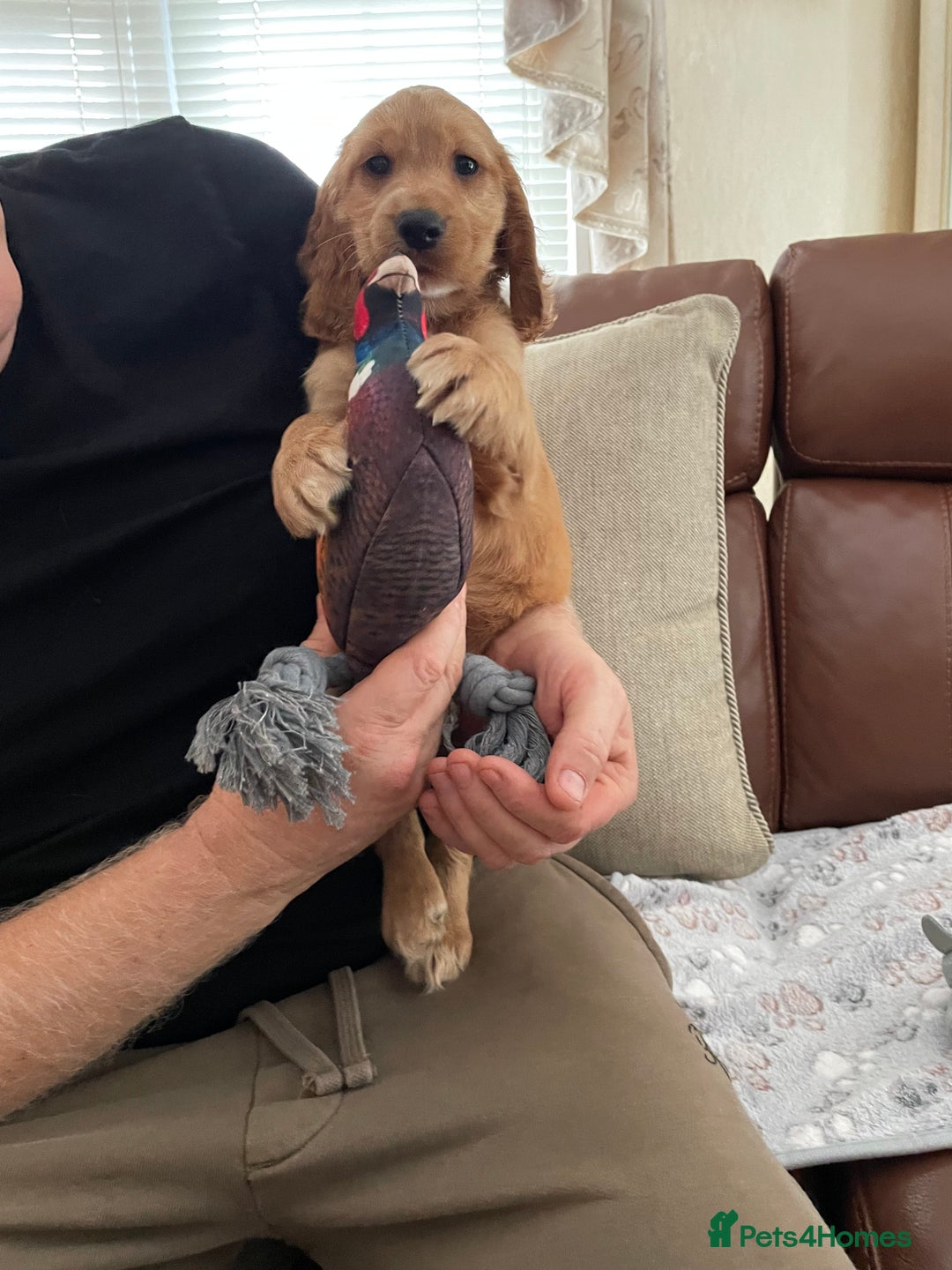 Cocker Spaniel dogs for sale:  Cocker spaniel puppies  - Advert 30