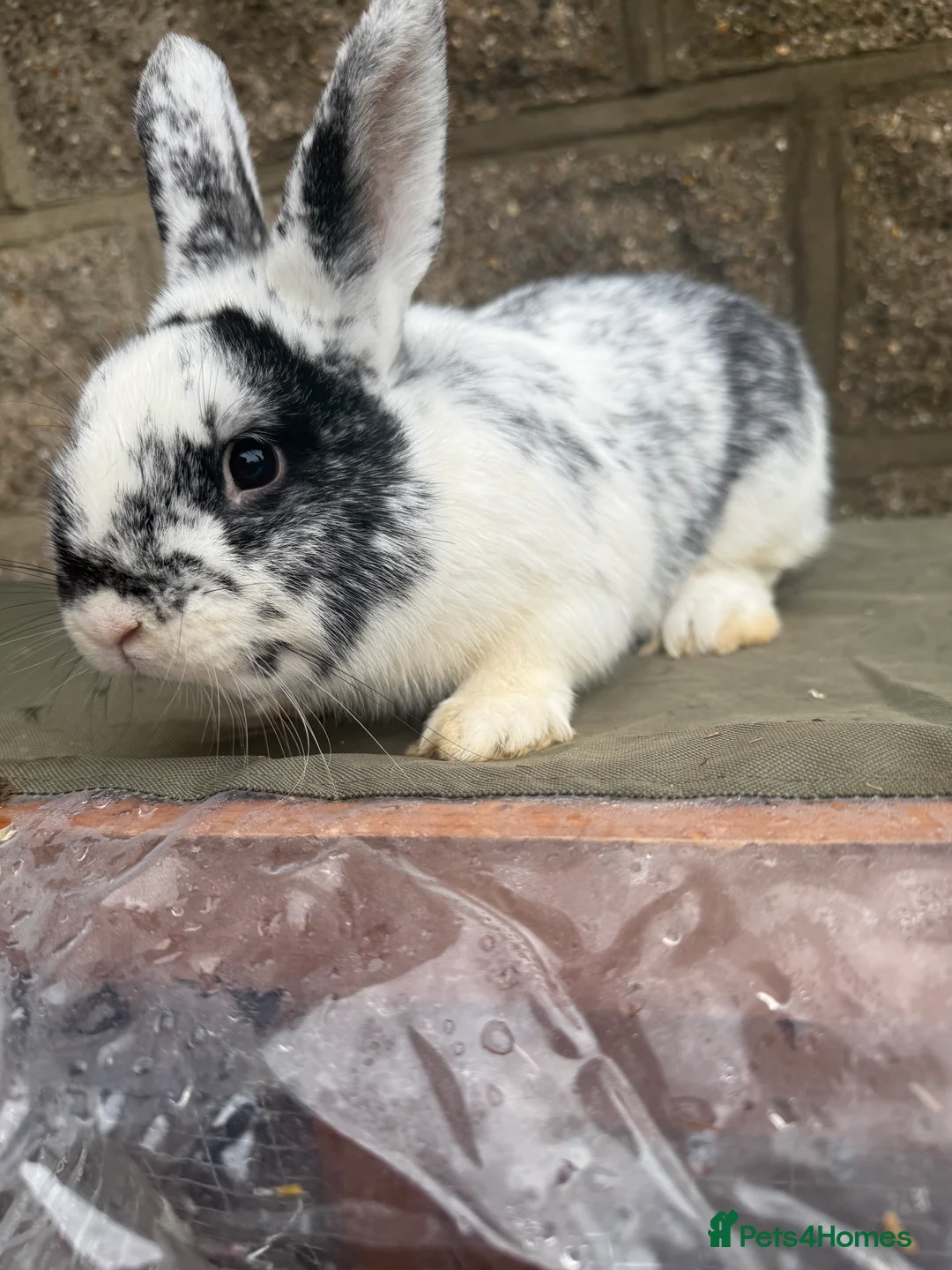 Rex rabbits for sale: Young mini Rex’s for sale  - Advert 2