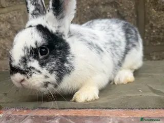 Rex rabbits Young mini Rex’s for sale - Advert 3