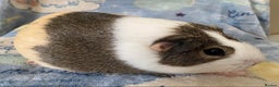 Guinea Pig rodents for sale: Gorgeous baby Guinea pigs - Advert 3