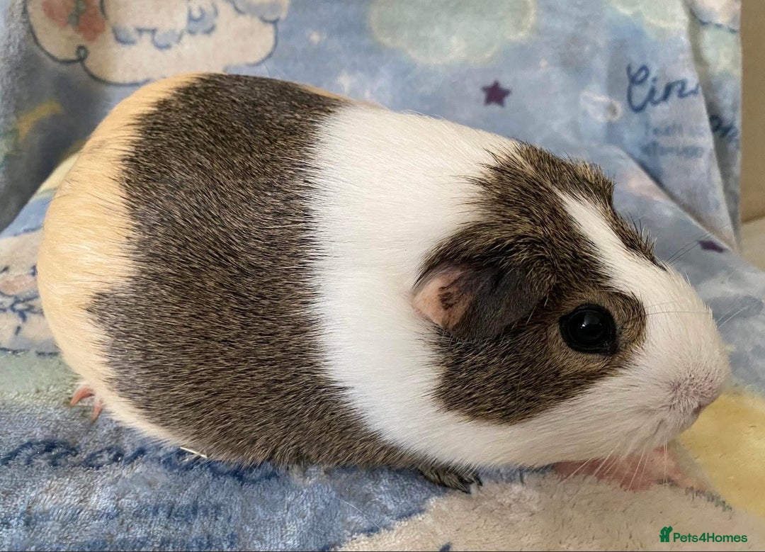 Guinea Pig rodents for sale: Gorgeous baby Guinea pigs - Advert 3