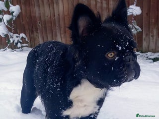 French Bulldog dogs in Chesterfield - Advert 34