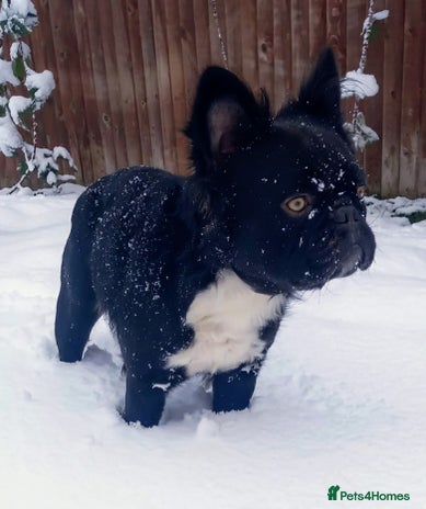 French Bulldog dogs in Chesterfield - Advert 15