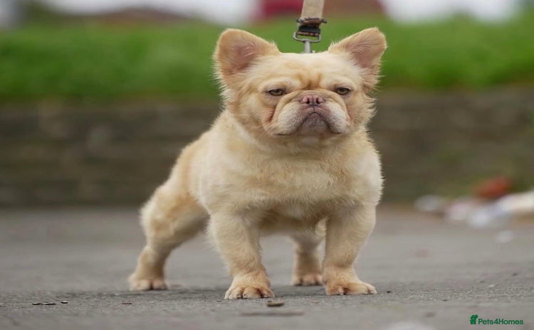 French Bulldog dogs - Advert 8
