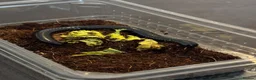 Millipedes invertebrates for sale: Millipede in Paignton - Advert 3
