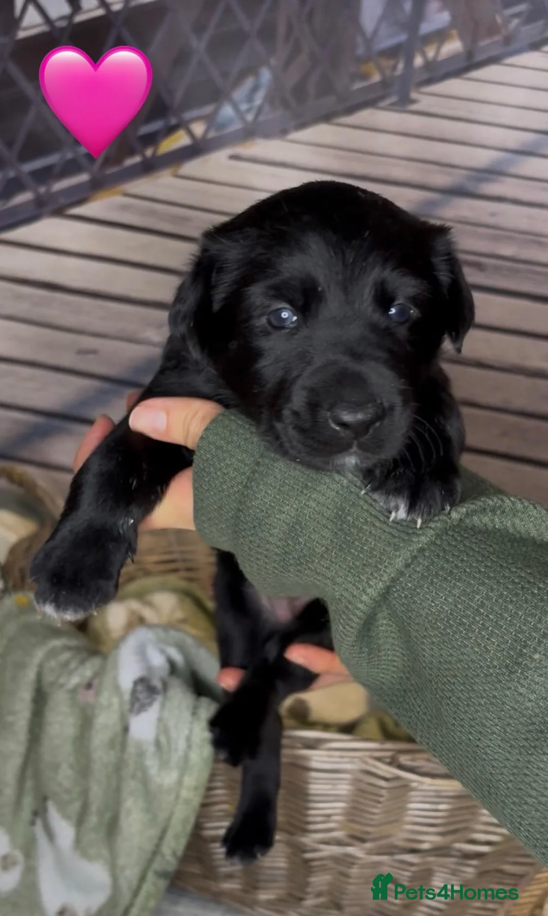 Mixed Breed dogs for sale: Golden Retriever x Border Collie mix - Advert 2