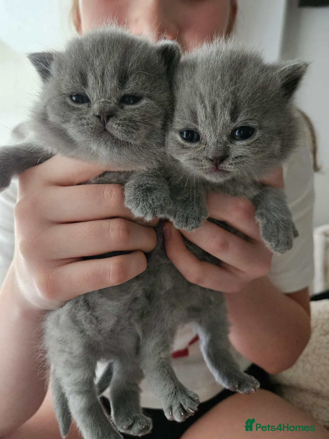 British Shorthair cats for sale: Champion British Shorthair Kittens GCCF Pure Breed - Advert 7