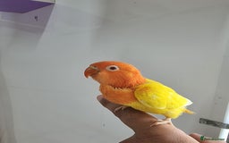 Lovebirds birds for sale: Fisher/Opaline lovebird for sale - Image 7