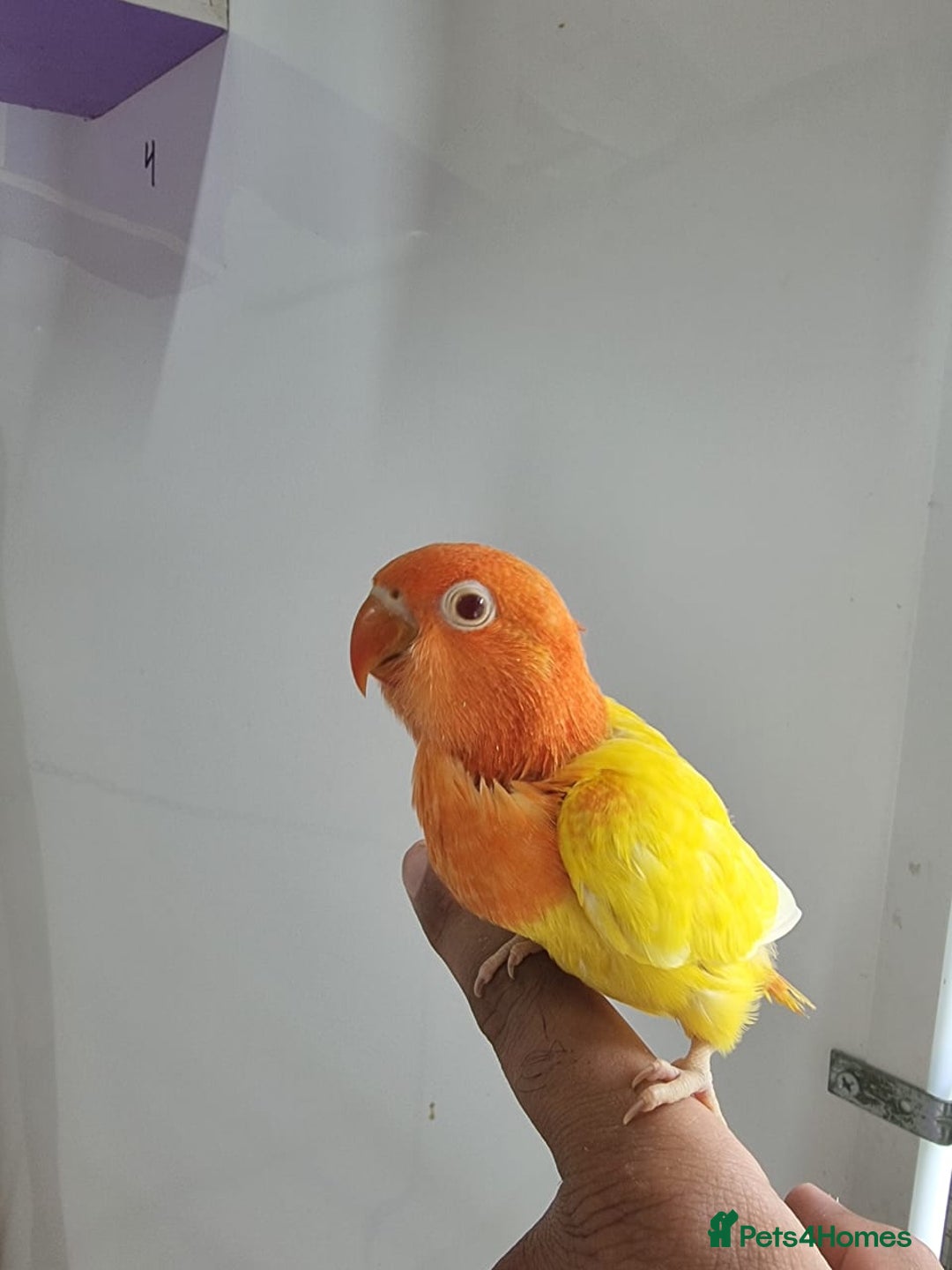 Lovebirds birds for sale: Fisher/Opaline lovebird for sale - Image 7