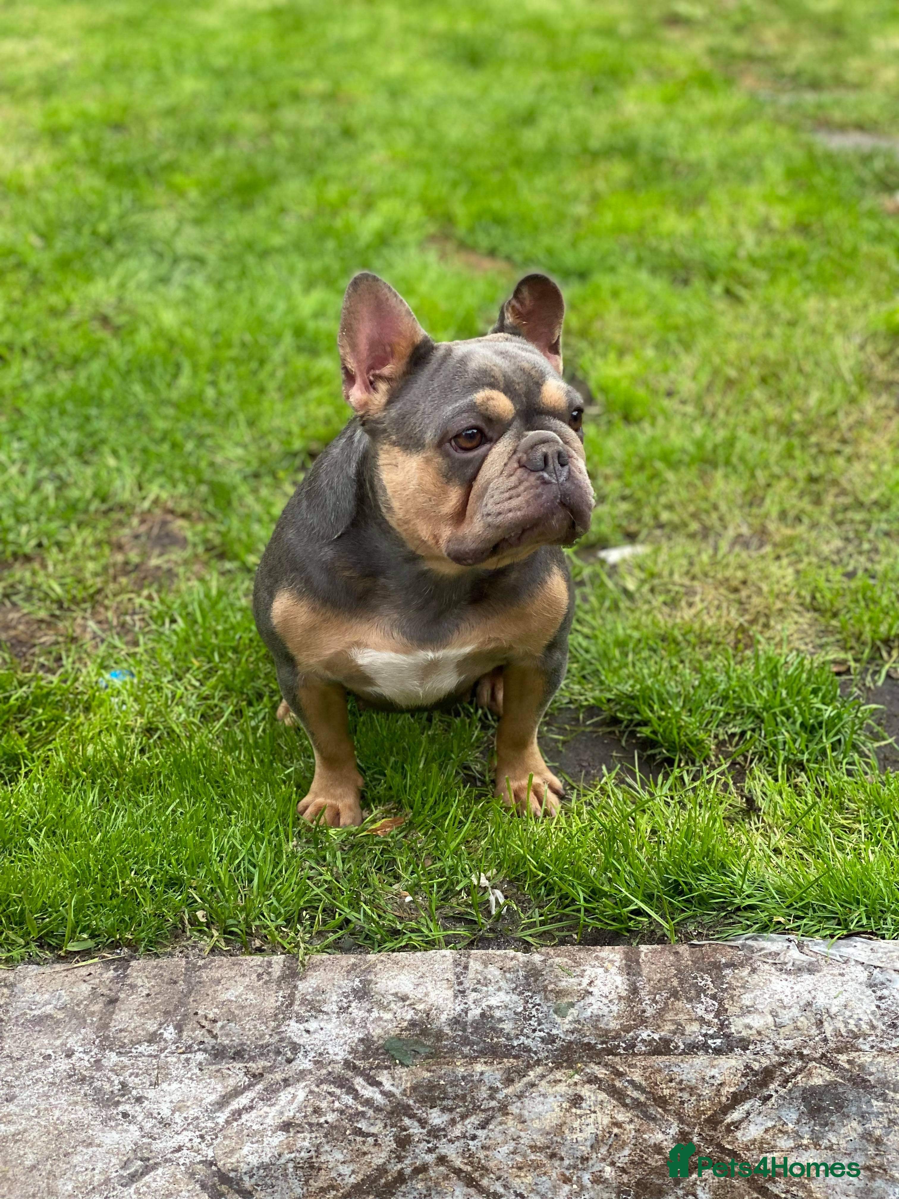 French Bulldog dogs Beautiful French bulldog girl - Advert 17